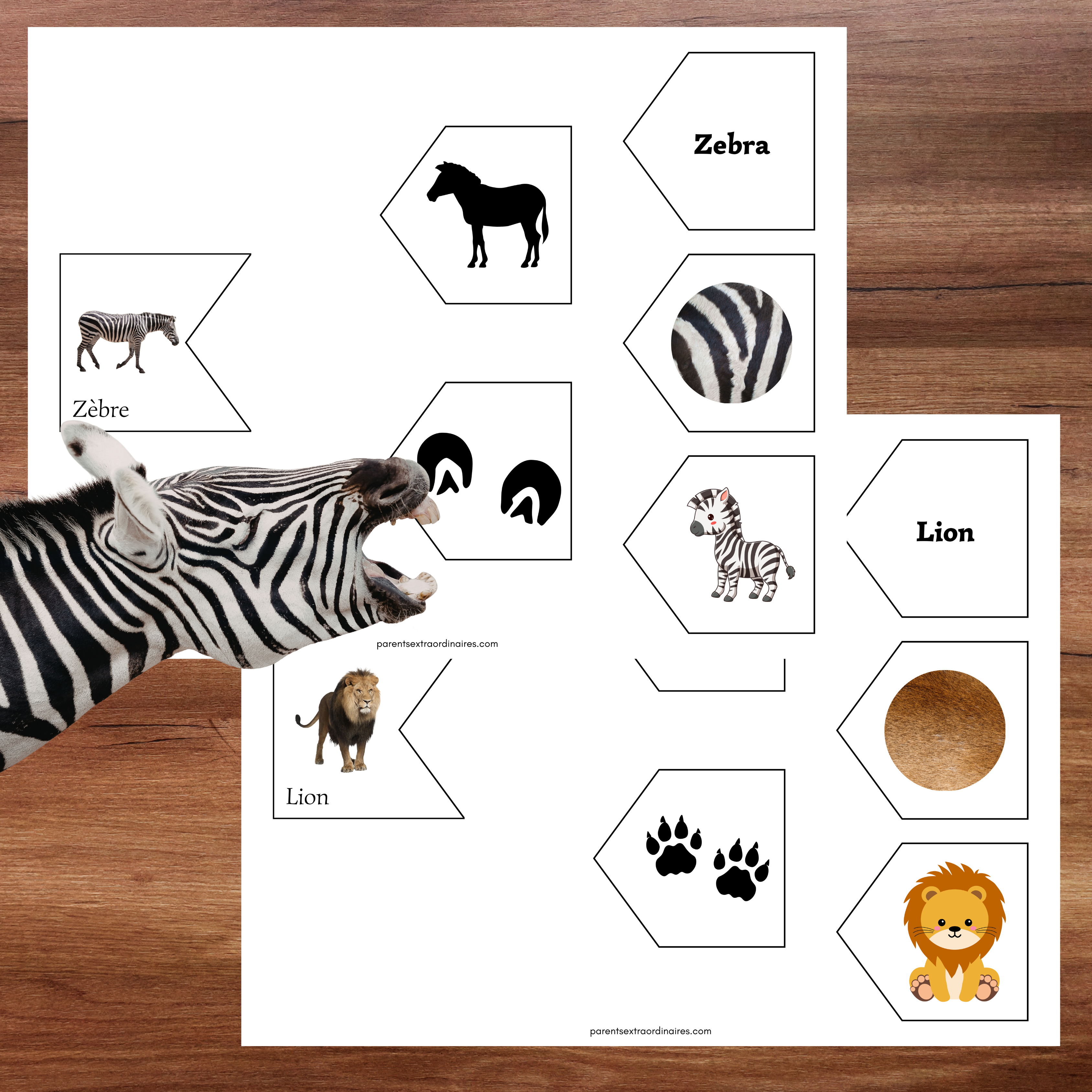 Associations animaux