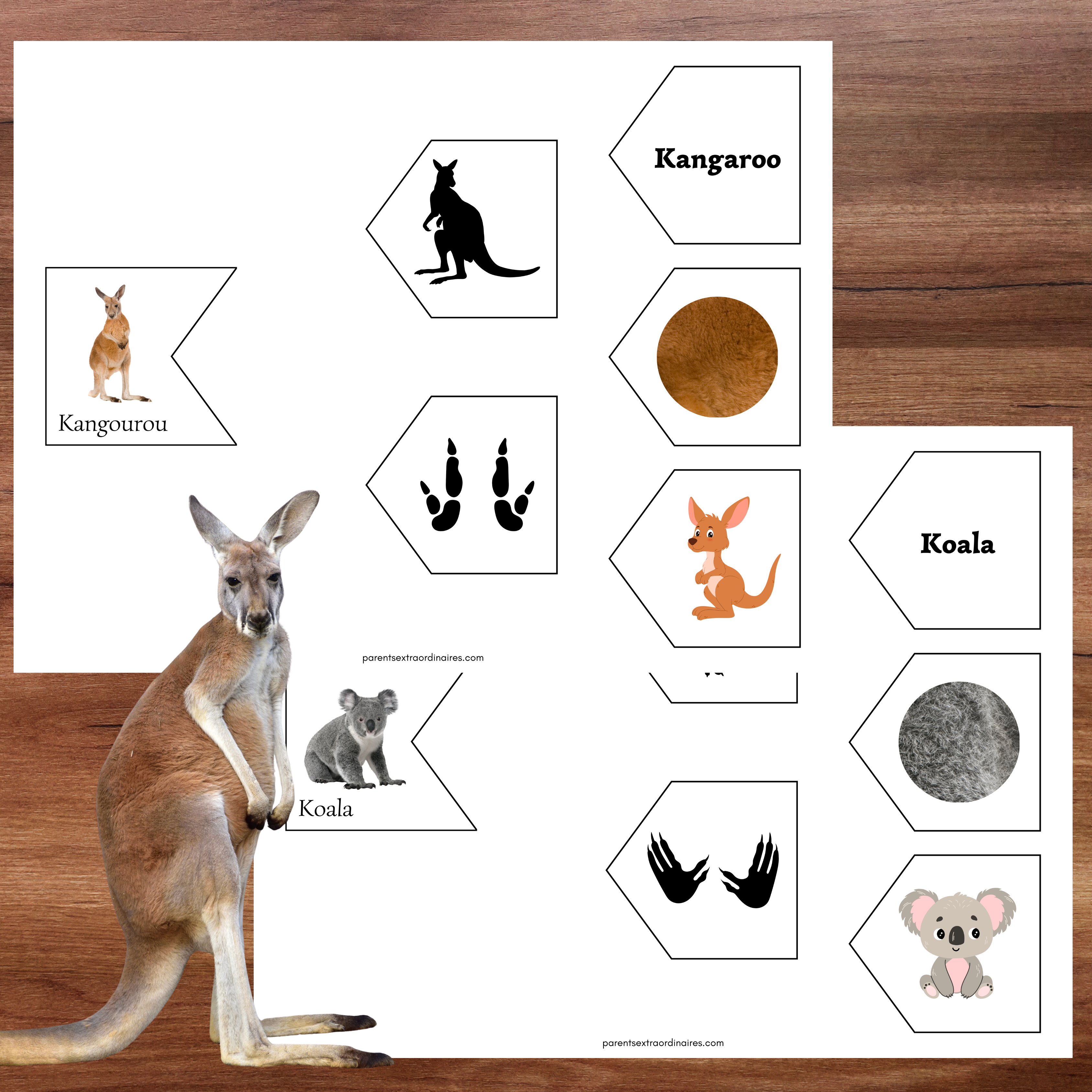 Associations animaux