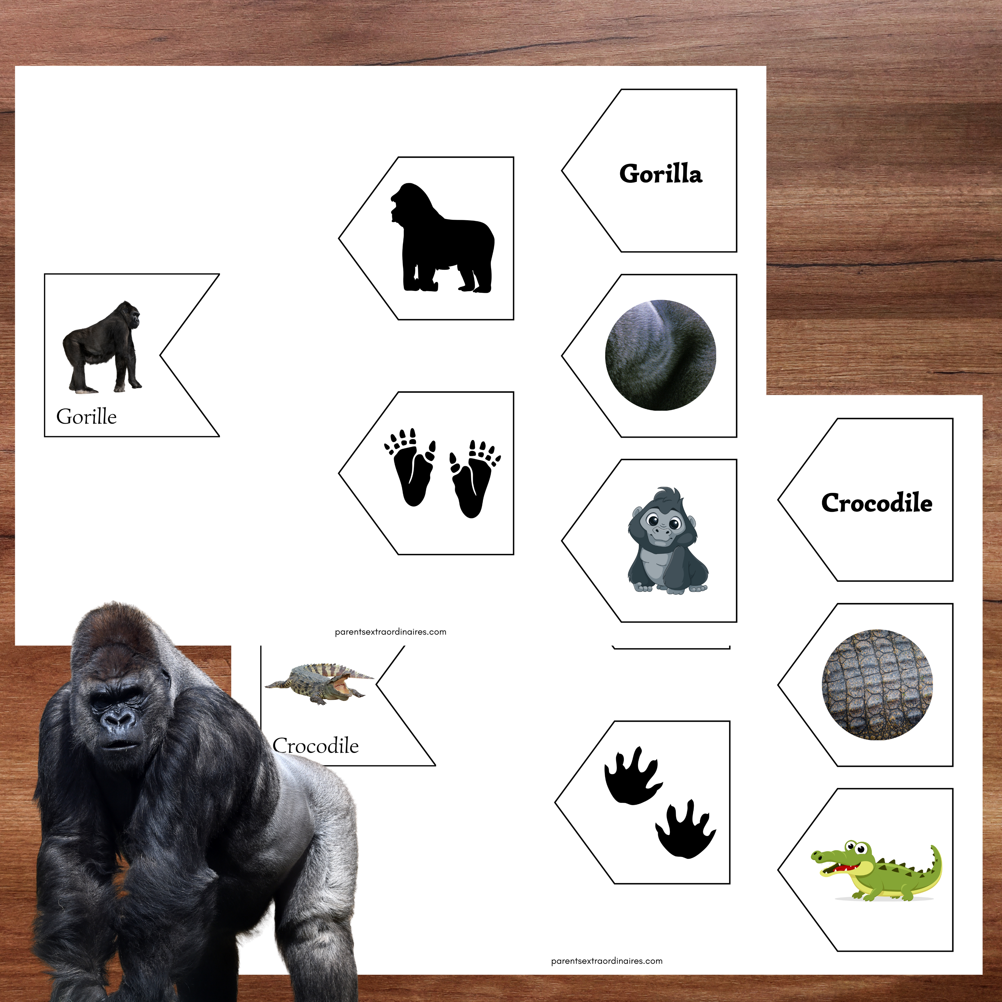 Associations animaux