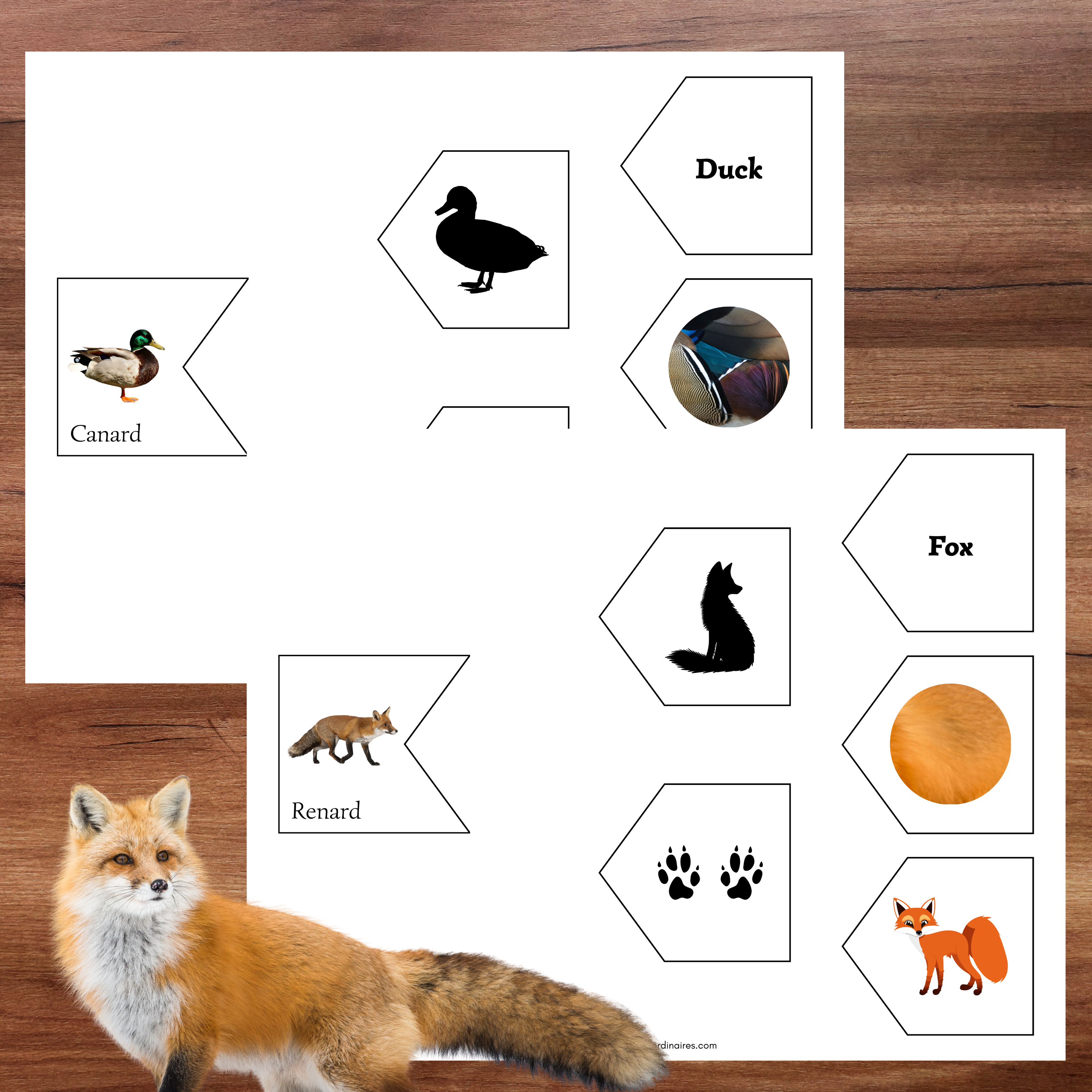 Associations animaux