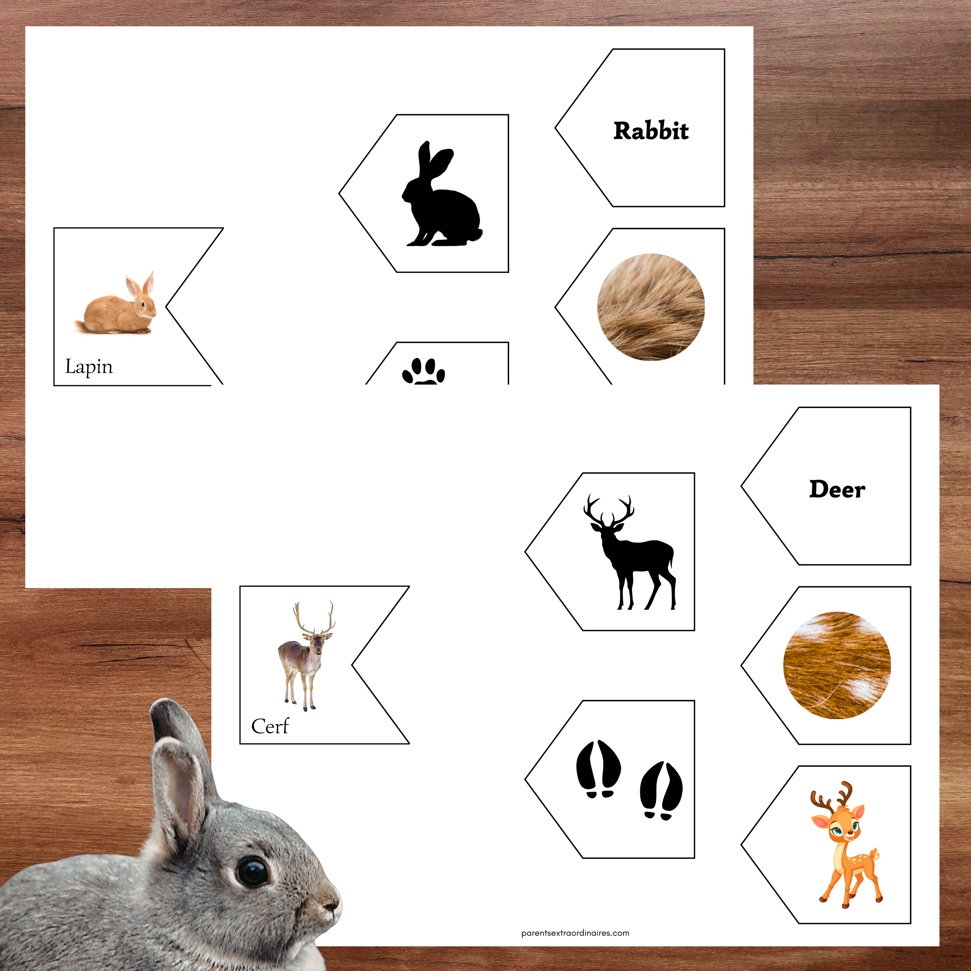 Associations animaux