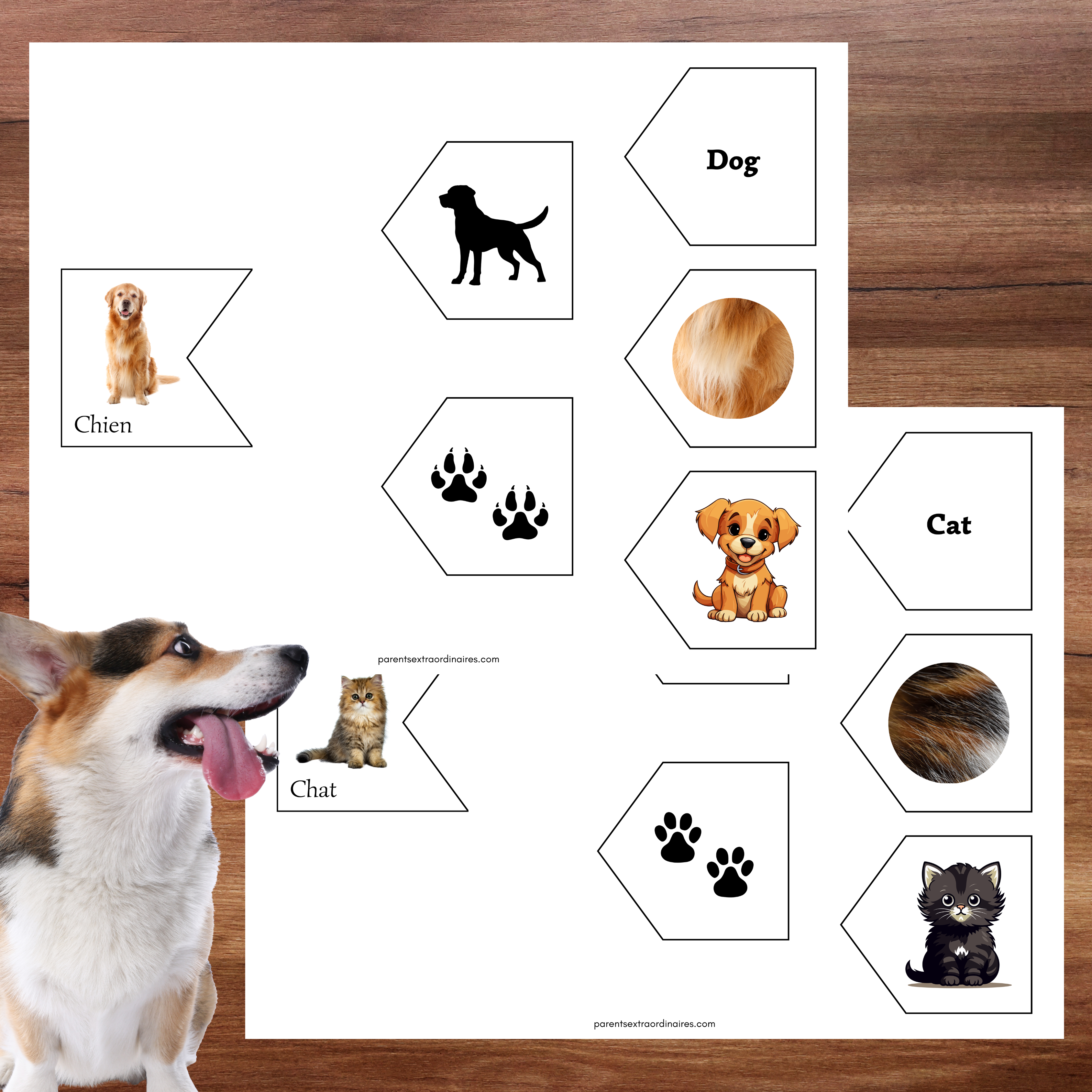 Associations animaux