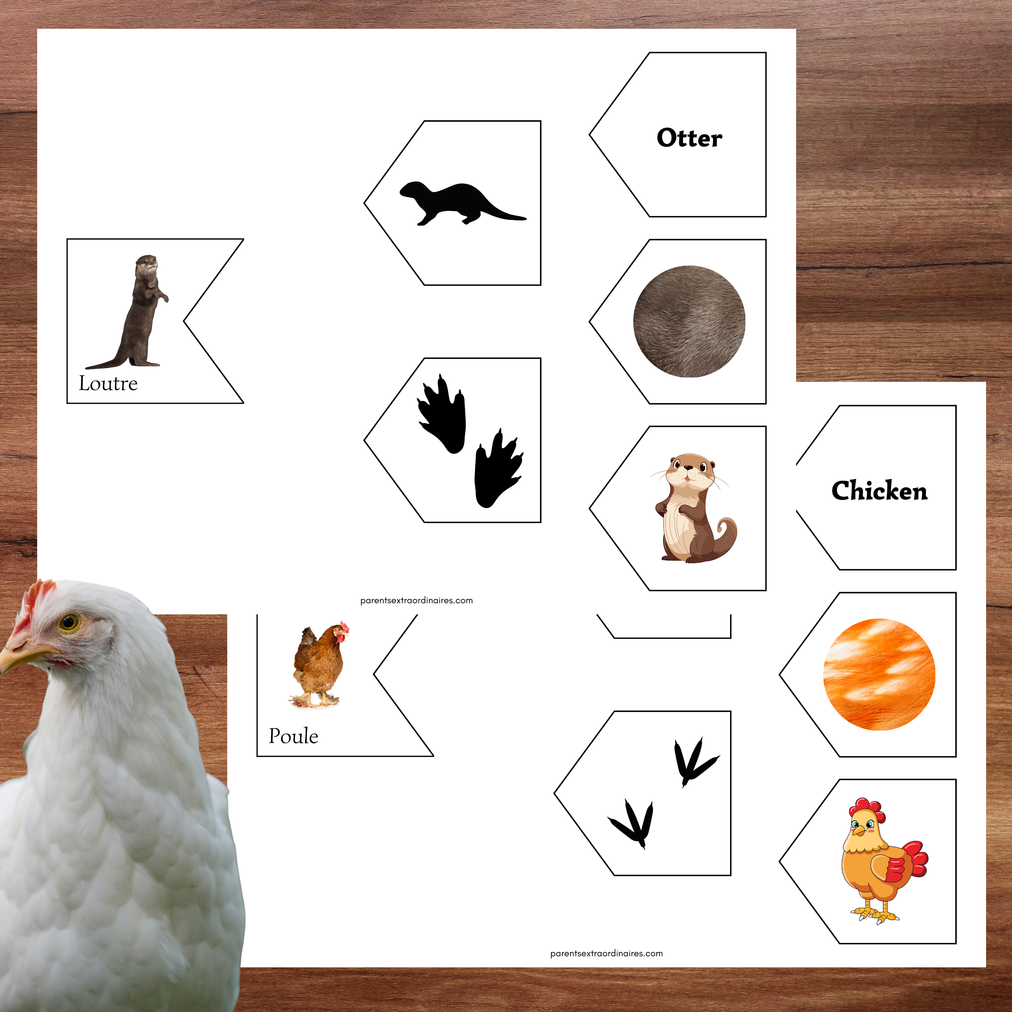 Associations animaux