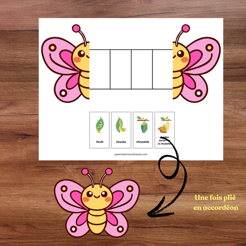 Activité bricolage cycle de vie du papillon