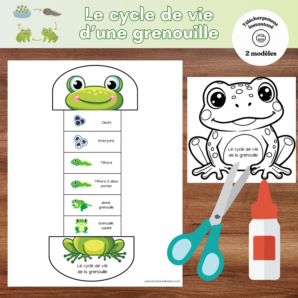 Bricolage le cycle de vie d'une grenouille