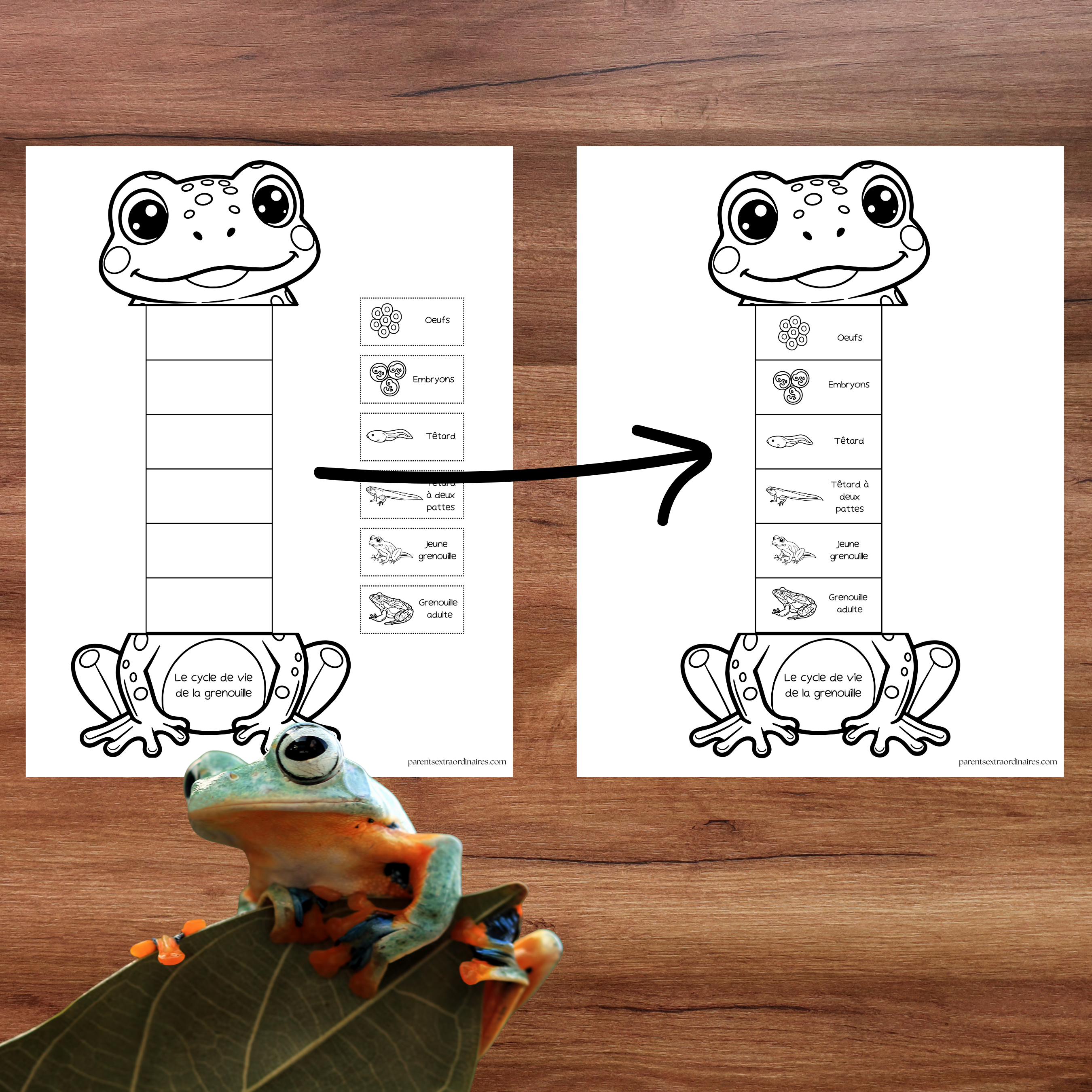 Bricolage le cycle de vie d'une grenouille