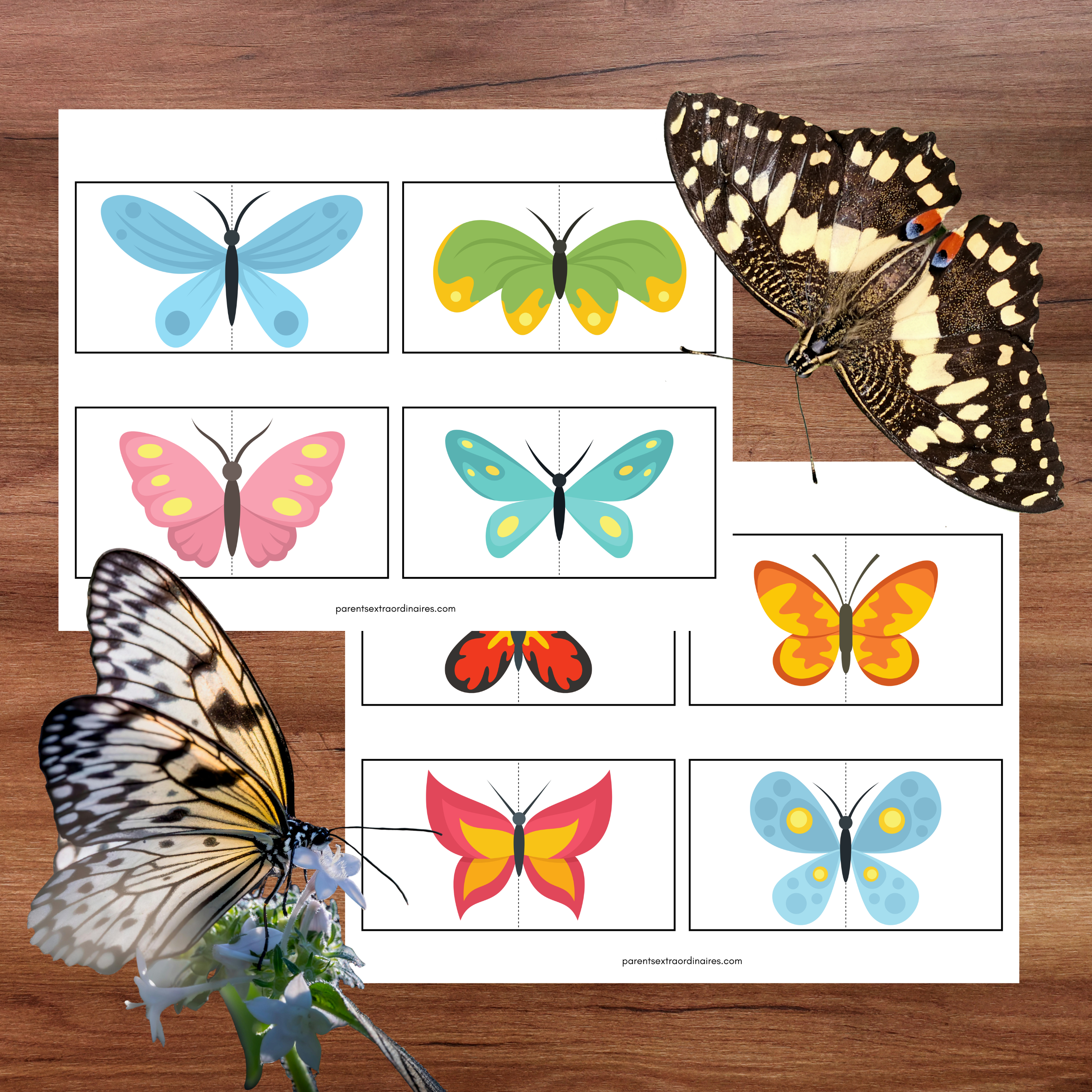 Ensemble d'activités thème papillons