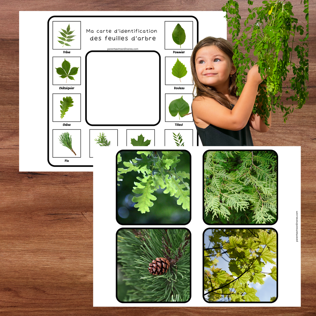 Cartes d'identification de la nature