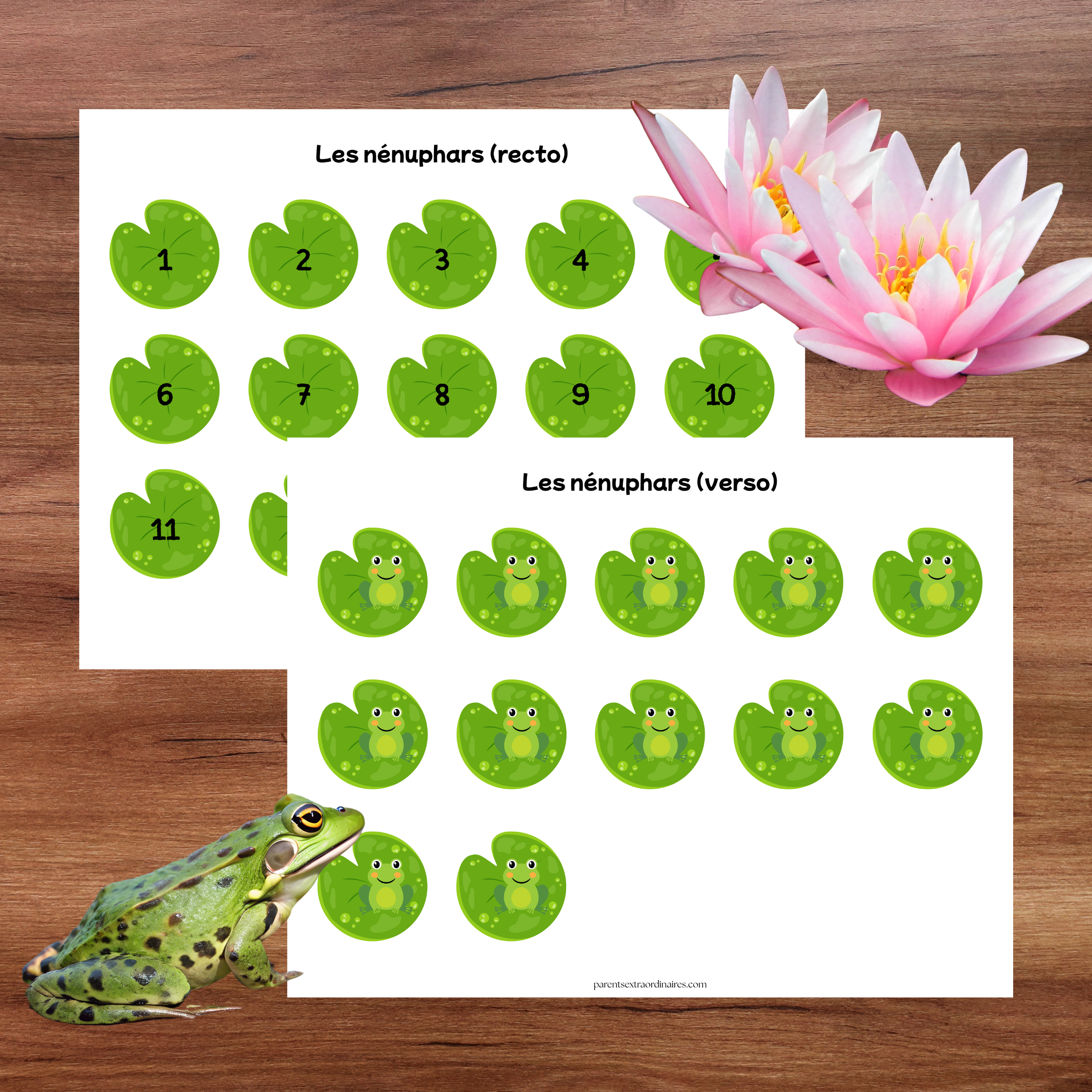 Ensemble d'activités thème grenouille