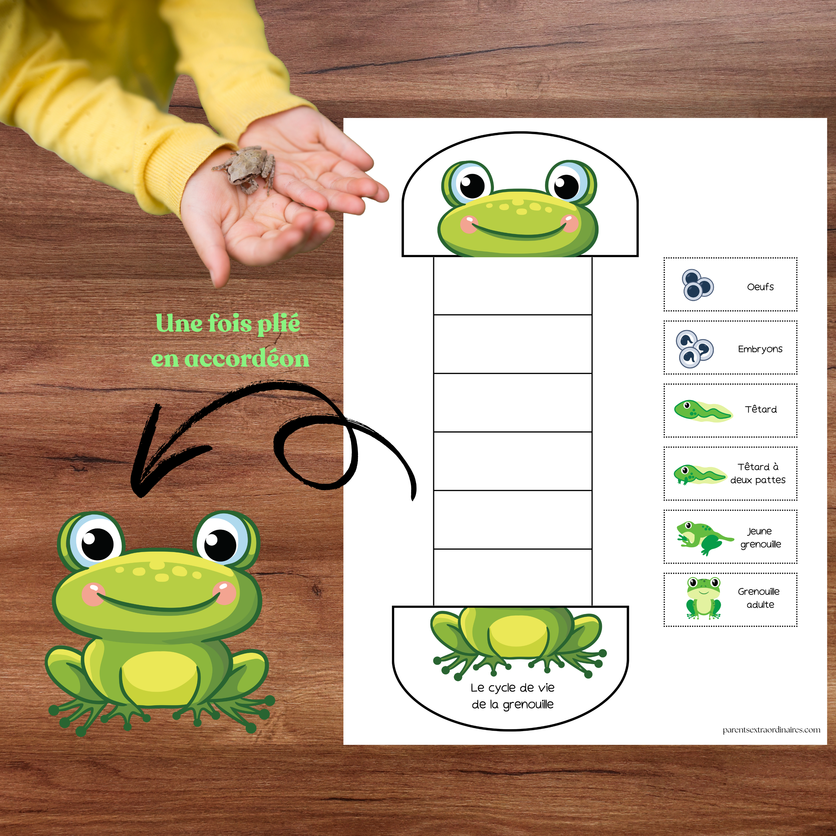 Ensemble d'activités thème grenouille