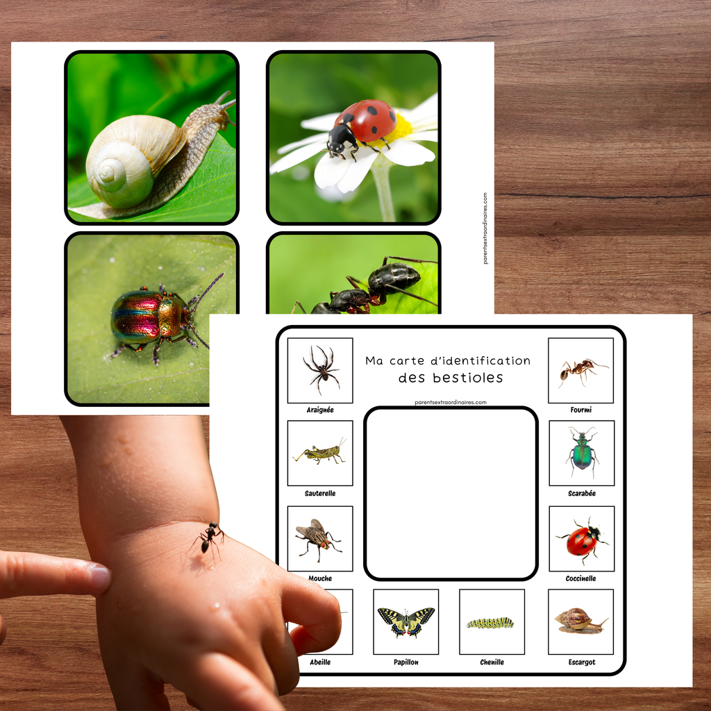 Cartes d'identification de la nature