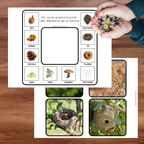 Cartes d'identification de la nature