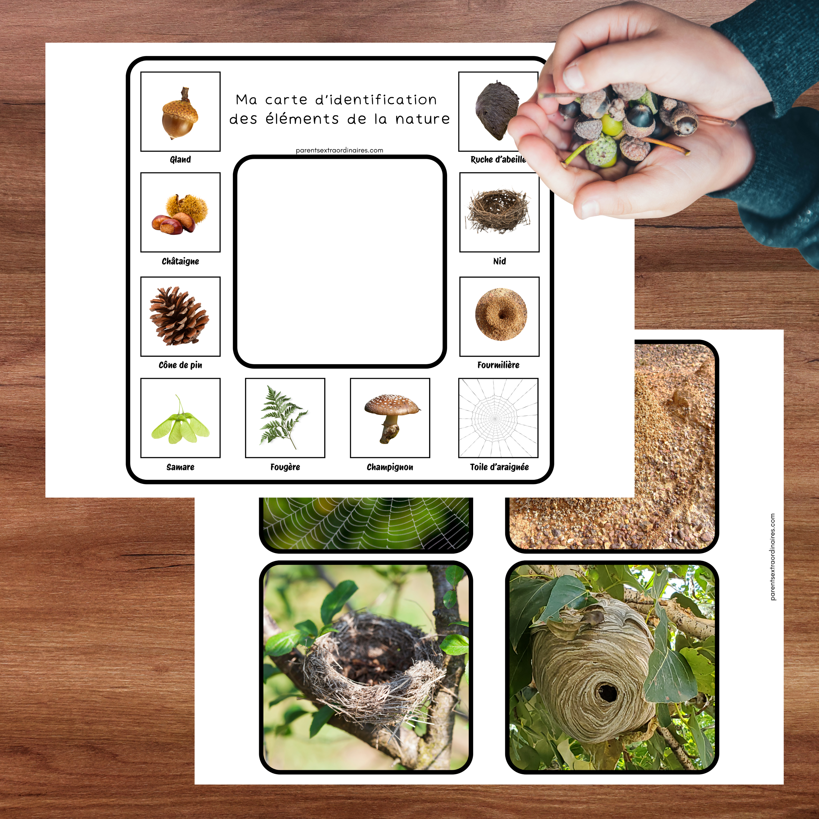 Cartes d'identification de la nature