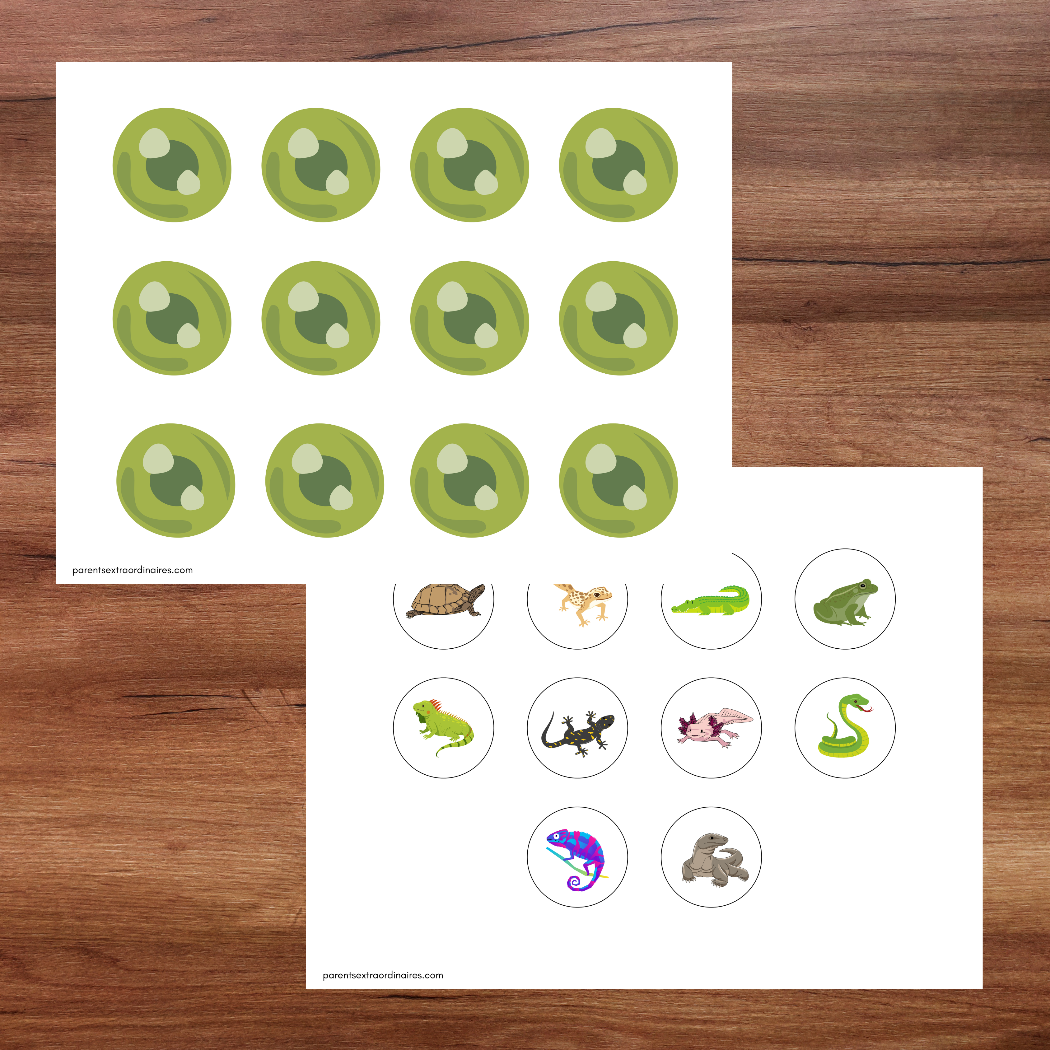 Activité lampe de poche : les reptiles