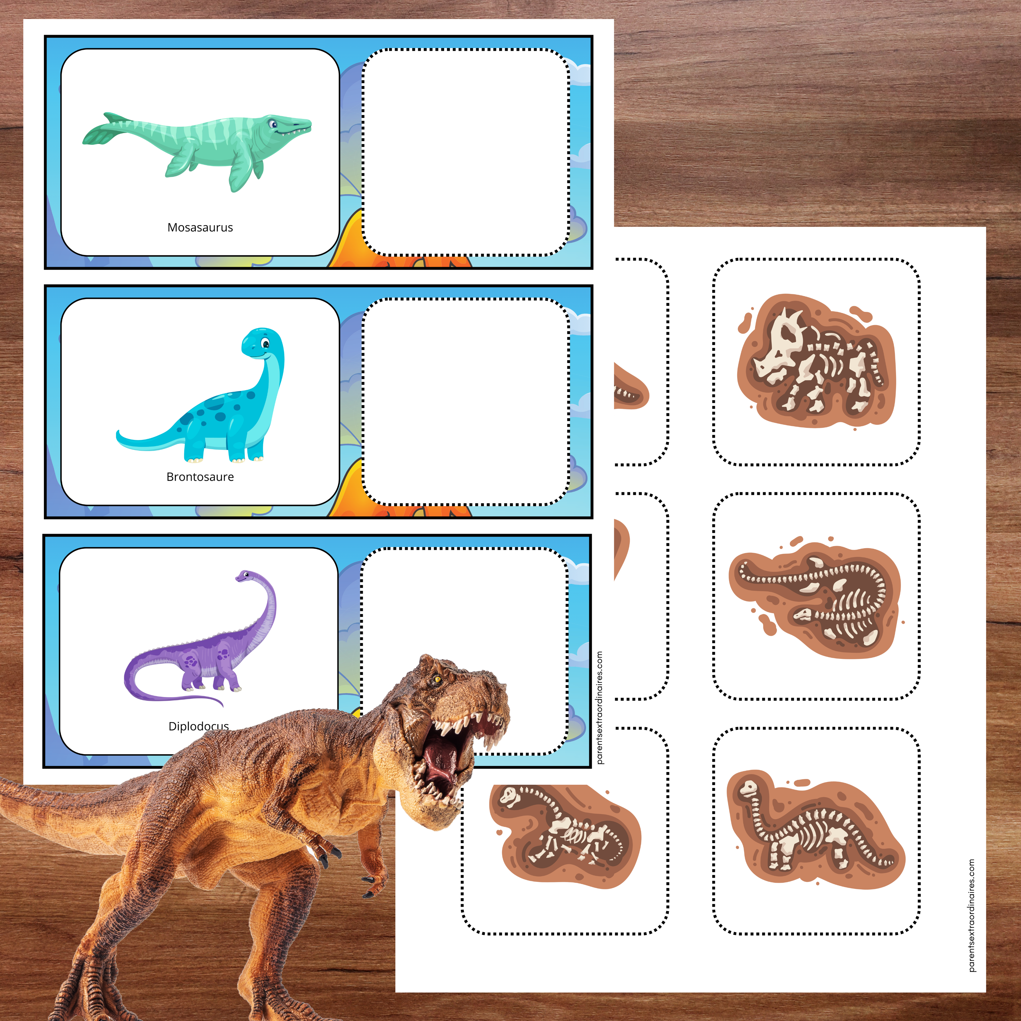Activité de classement où l’enfant associe chaque fossile au dinosaure correspondant.