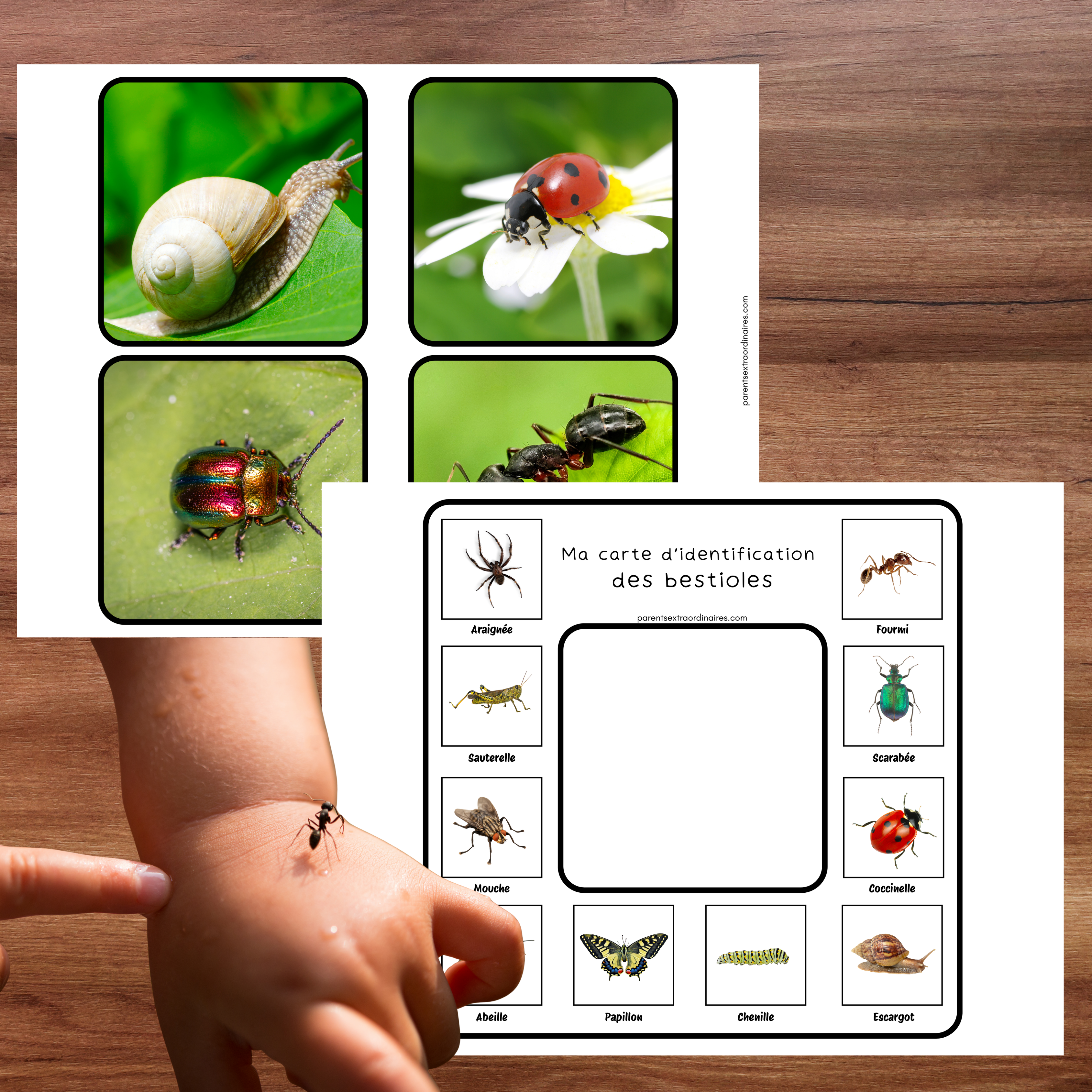 Cartes d’identification de la nature à imprimer pour enfants. Une activité d’exploration amusante pour apprendre à reconnaître les éléments naturels, développer l’observation et enrichir le vocabulaire.
