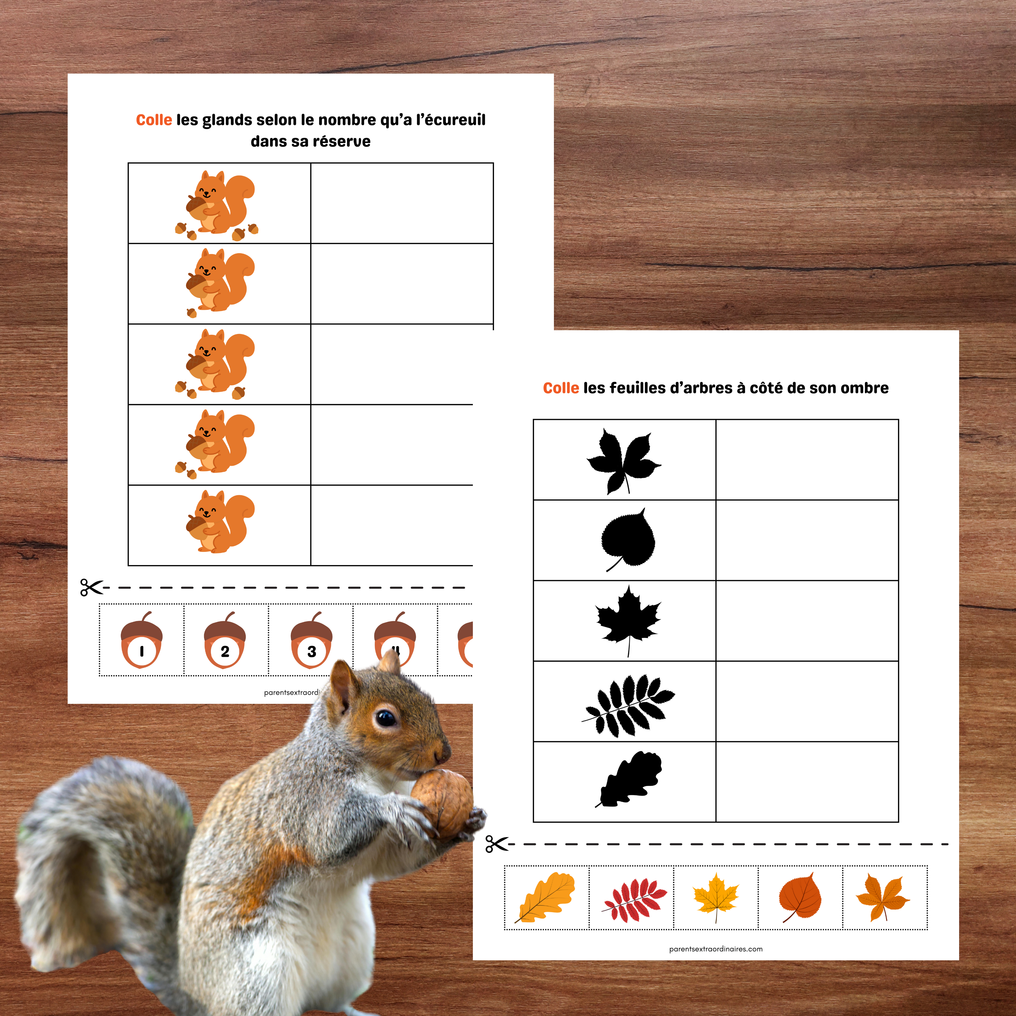 Cahier éducatif sur le thème de l’automne comprenant des activités de tri, d’observation et de logique pour enfants du préscolaire.