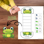 Activité à découper, colorier et plier en accordéon pour découvrir la transformation de la grenouille.