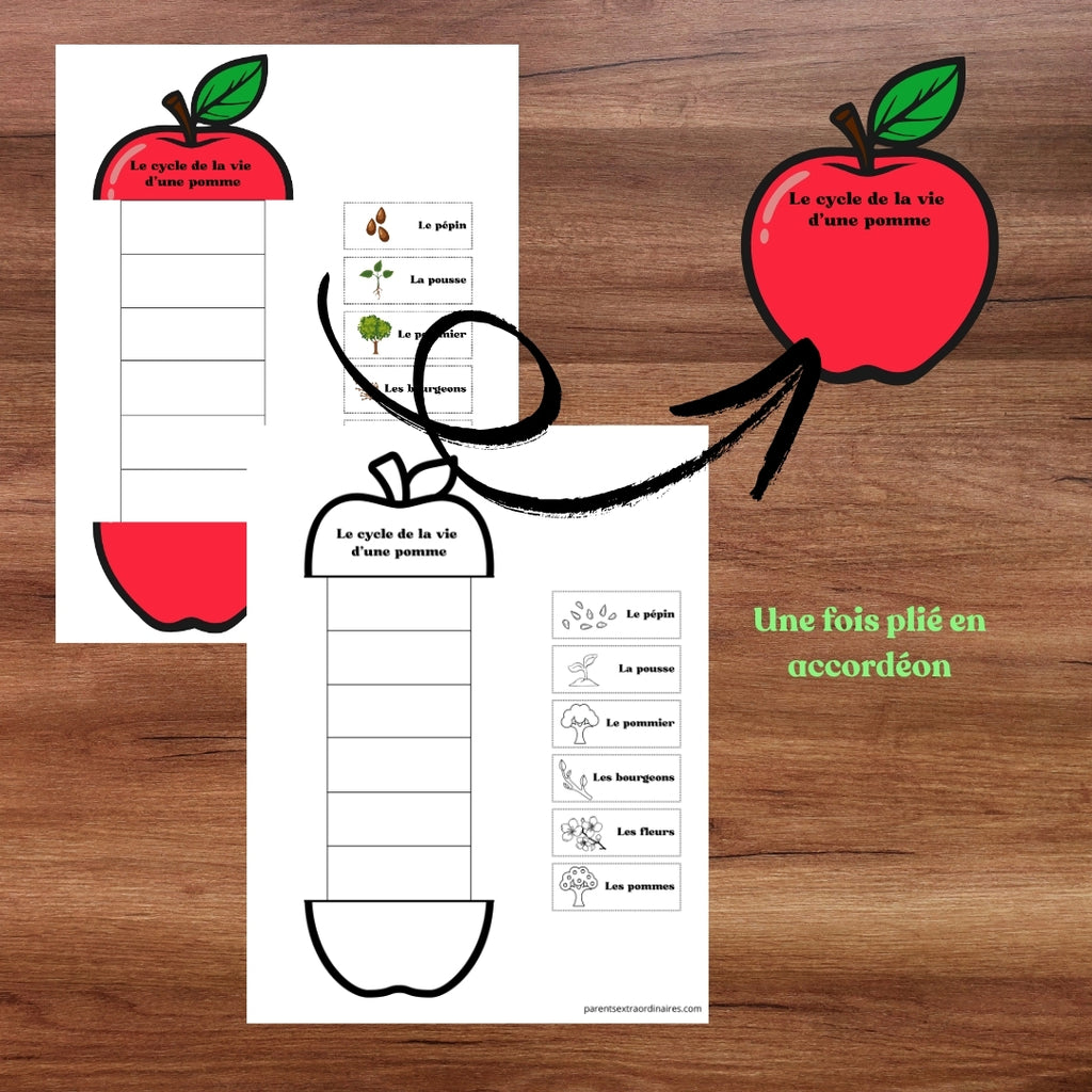 Fiche du cycle de vie d'une pomme avec les étapes à découper et à coller dans le bon ordre.
