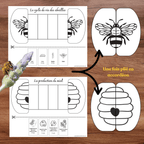 Bricolage éducatif permettant de découvrir les différentes étapes du cycle de vie des abeilles.

Schéma pliable en accordéon illustrant les étapes de production du miel par les abeilles.