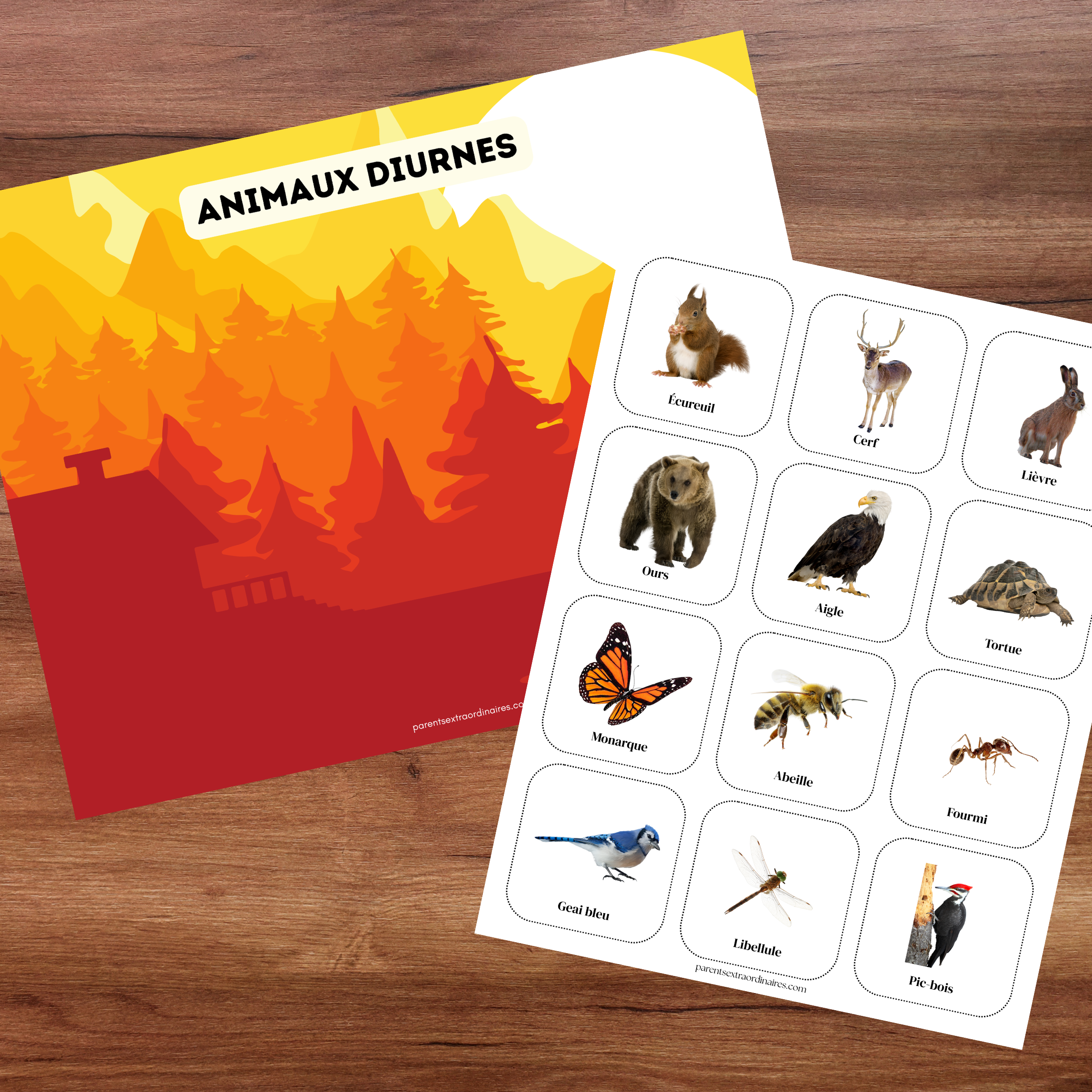 Jeu de catégorisation des animaux de la forêt selon qu'ils vivent le jour ou la nuit.