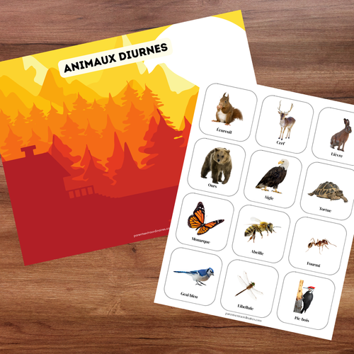 Jeu de catégorisation des animaux de la forêt selon qu'ils vivent le jour ou la nuit.