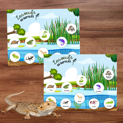 Activité éducative interactive avec des œufs mystères à éclairer pour révéler des reptiles cachés. Les enfants découpent, assemblent et associent les œufs aux bonnes images tout en apprenant les animaux qui pondent des œufs, en développant leur logique et leurs habiletés d’observation.